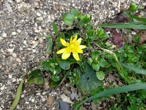 キクザキリュウキンカ