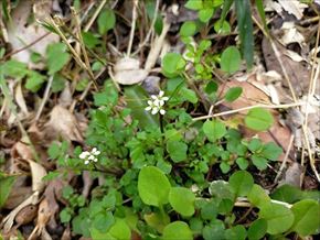 ミチタネツケバナ