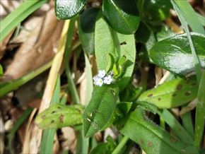 ノハラムラサキ