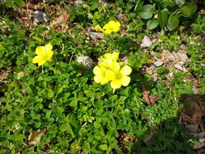 オオキバナカタバミ