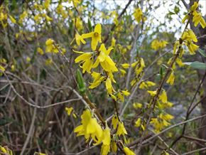 シナレンギョウ