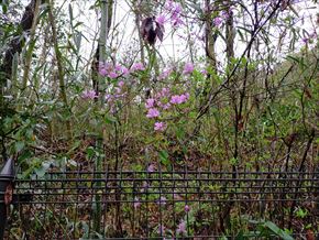 コバノミツバツツジ