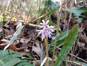 ショウジョウバカマ