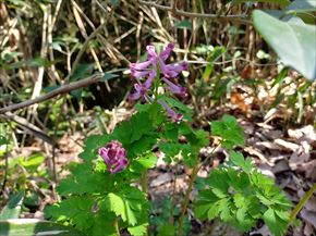 ムラサキケマン