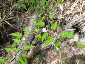 ナガバモミジイチゴ