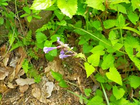 ラショウモンカズラ