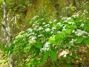 コバノガマズミ