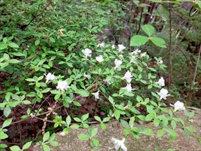 シロバナウンゼンツツジ