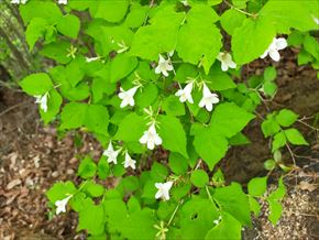 ツクバネウツギ