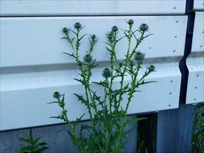 アメリカオニアザミ