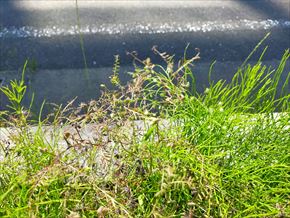 ヒメコバンソウ