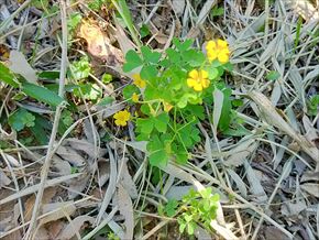 カタバミ