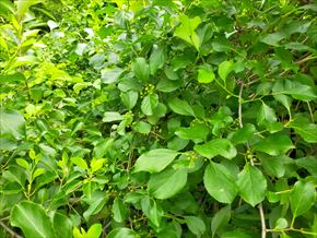 ツルウメモドキ