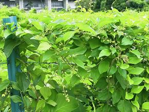 アオツヅラフジ