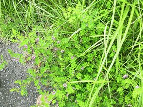 トウコマツナギ