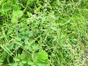 アレチギシギシ