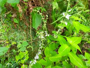 アキノタムラソウ