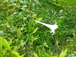 シンテッポウユリ