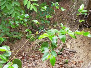 オオバヤシャブシ