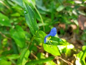 ツユクサ