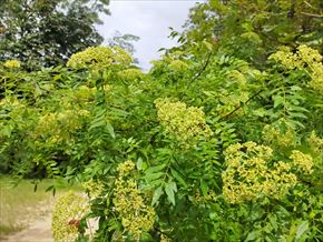 イヌザンショウ