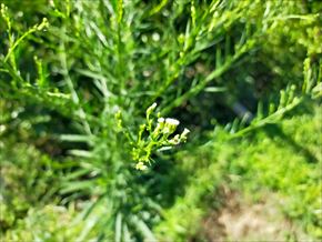 ヒメムカシヨモギ