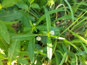 アメリカタカサブロウ
