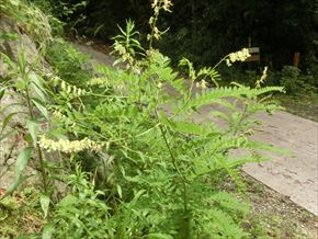 クララ